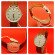MLONG165w-R421-2